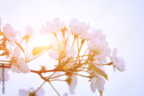 Pear flower blooming in spring