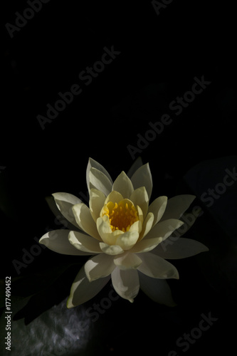 睡蓮の花