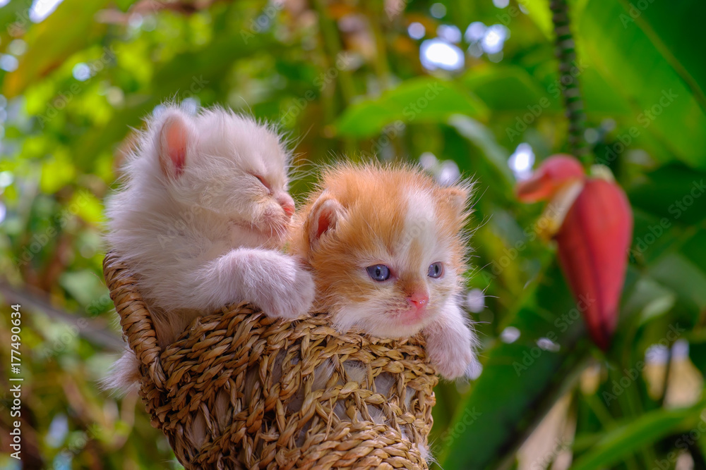 Cute red and cream little kittens sitting in a basket surrounded by green outdoors