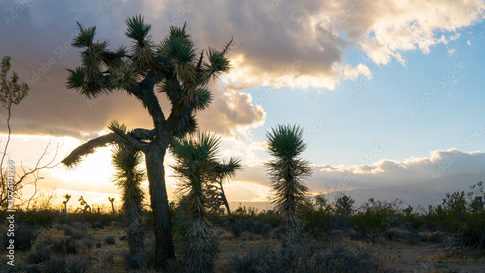 custom made wallpaper toronto digitalJoshua Tree