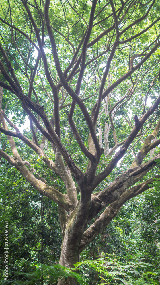 huge tree with many branches surrounded by dense green vegetation