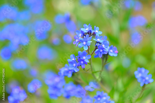 Blue Flower Background