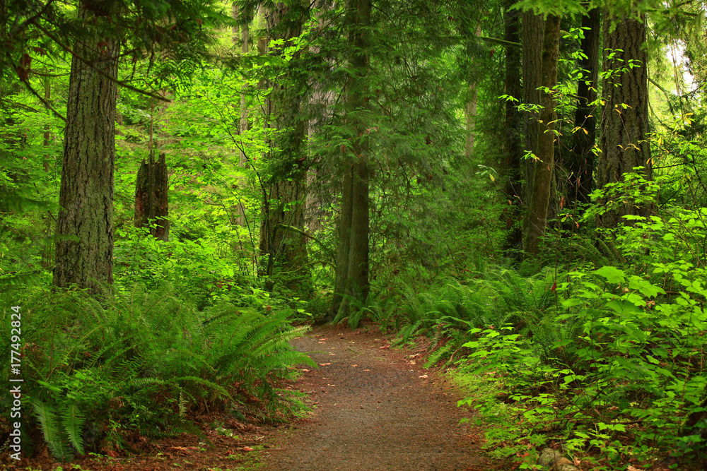 Obraz premium a picture of an Pacific Northwest forest trail