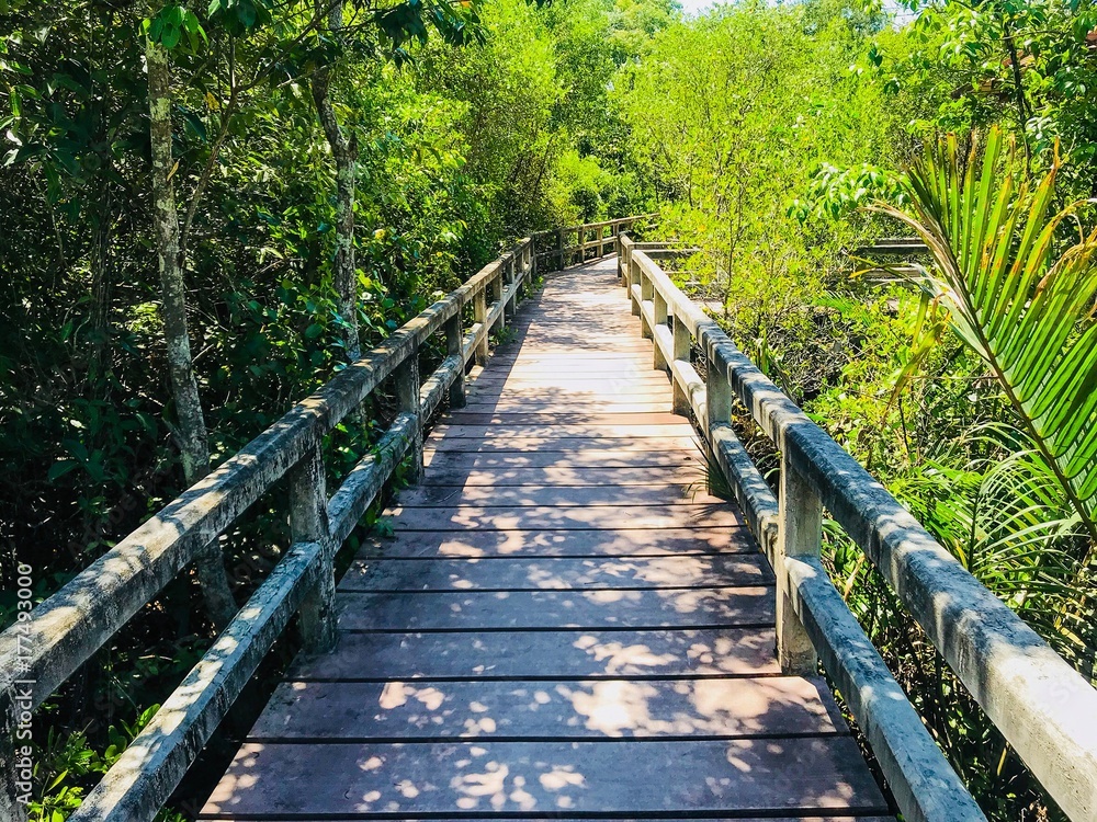 Walkway Bridge in the Tropical forest