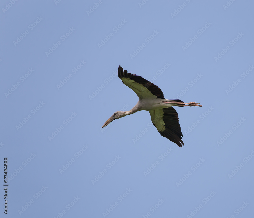 Fototapeta premium Bird is flying in the sky.