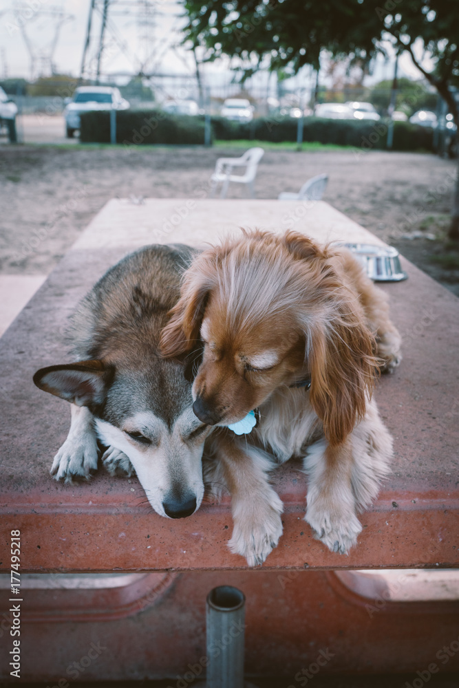 Two dogs laying together on table at park