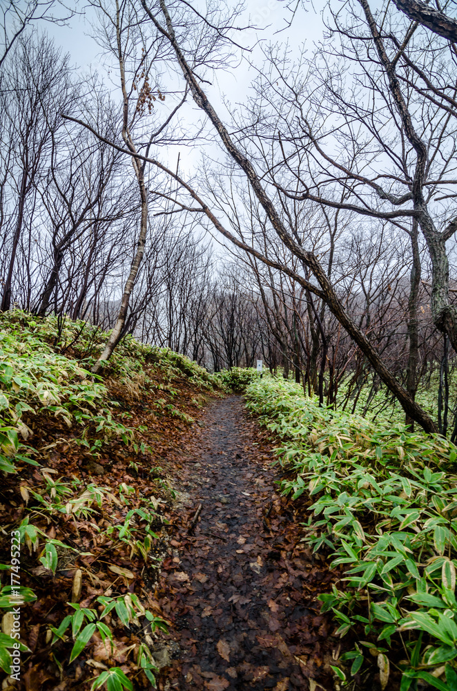 Beautiful jungle trek on the way to Oyunuma. Oyunuma is a hotspring stream at  Jigokudani hell valley, Hokkaido, Japan. Here is famous for visitors to heal foot by hot spring water.