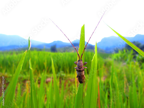 Foto Vietnam, stunning insect in a shiny green ricefield