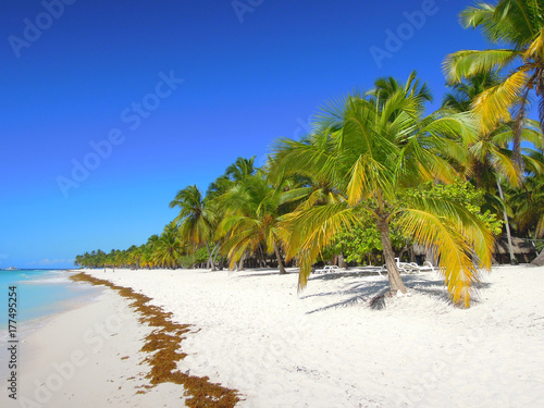 Majestic white beach and vibrant colourful palm trees on Saona in the caribbean sea  © Fabian