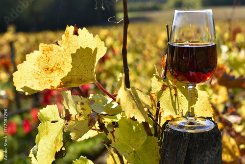 Obraz na plátně Vin et vignoble
