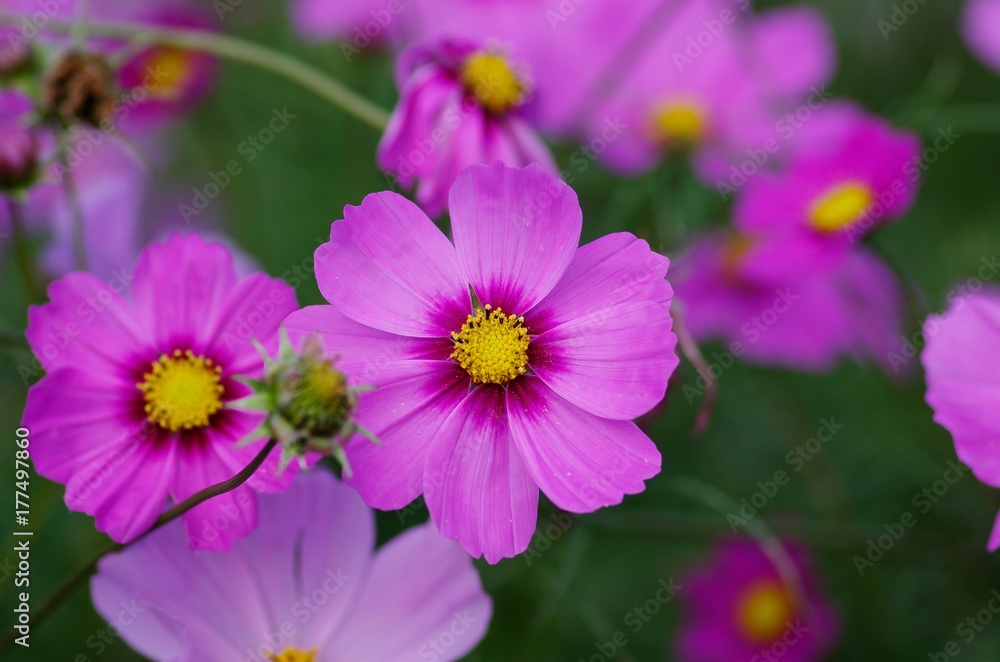 Cosmos Cosmos