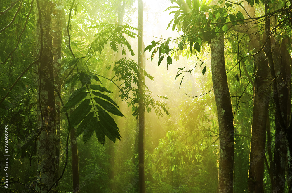 Naklejka premium Tropikalny zielony las