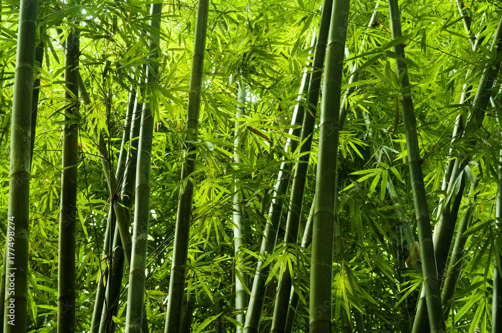 Naklejka premium Azjatycki bambusowy drzewo