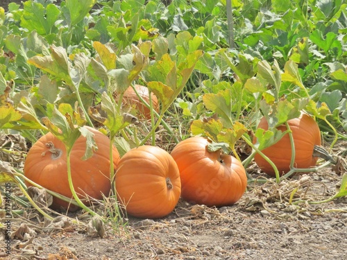 Autumn pumpkins, ripe and growing on a vine