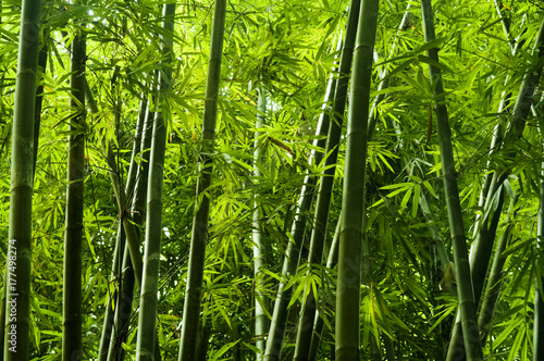 Fotografie, Tablou Asian bamboo tree