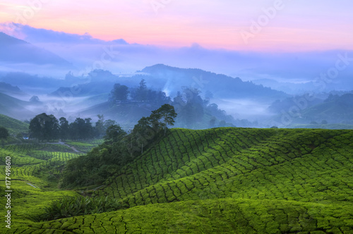 Fényképezés Tea Plantation Malaysia