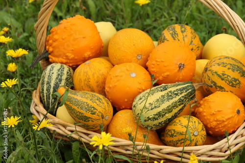 Ornamental pumpkins