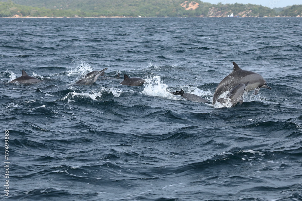 Obraz premium Delfine bei Trincomalee Sri Lanka im Indischen Ozean