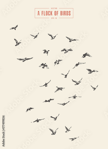 A flock of birds drawn vector illustration, sketch