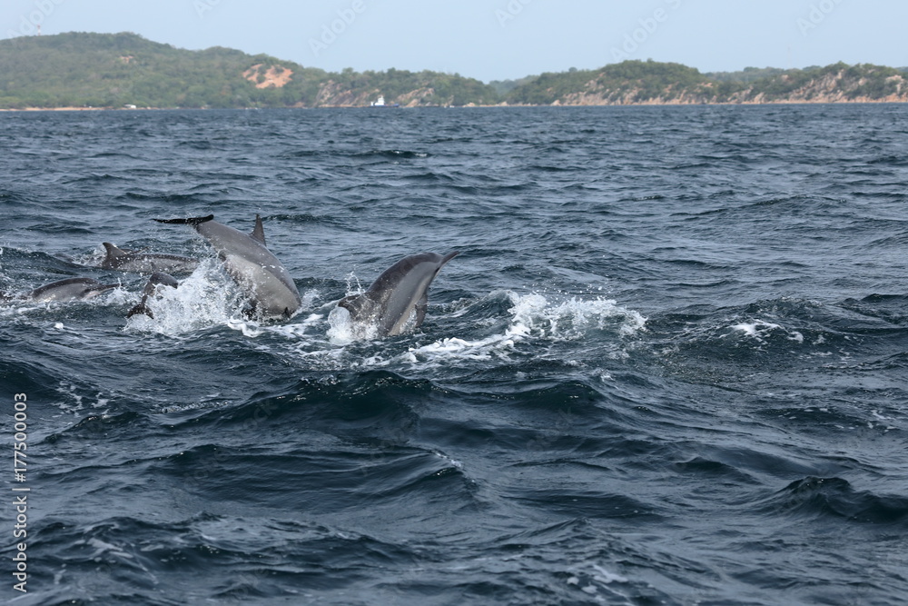 Obraz premium Delfine bei Trincomalee Sri Lanka im Indischen Ozean