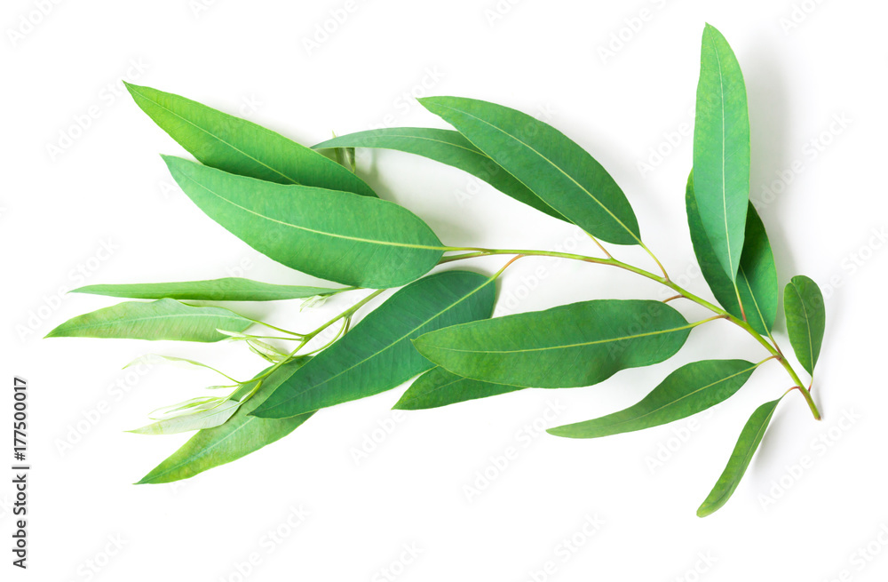 Obraz premium Gałąź i liście eukaliptus na białym tle