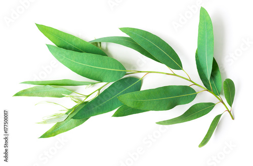 Branch and leaves of eucalyptus on white background