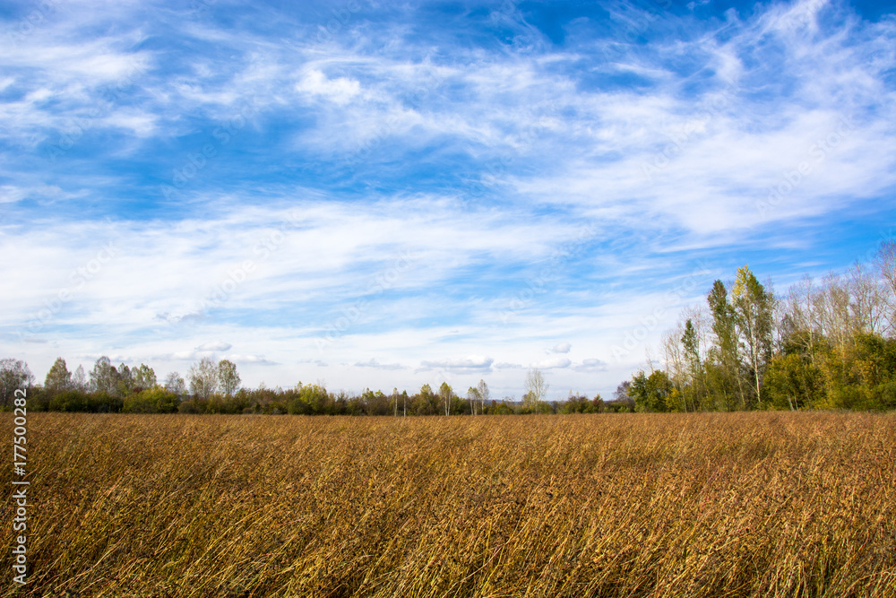 fields with crap