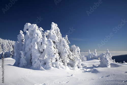 Snow covered pine trees in the high mountains