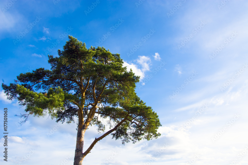 Obraz premium lone pine