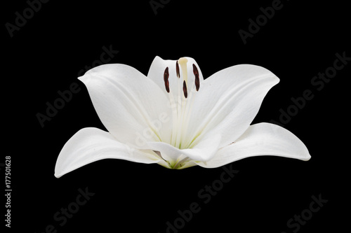 lily flower isolated on black background - clipping paths