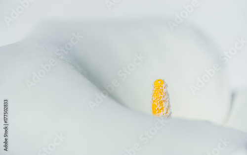 Fototapeta Naklejka Na Ścianę i Meble -  Lirio Blanco macro con pistilo y polen