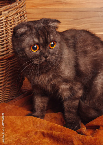 Cute black cat with big eyes at home. Lop-eared kitten