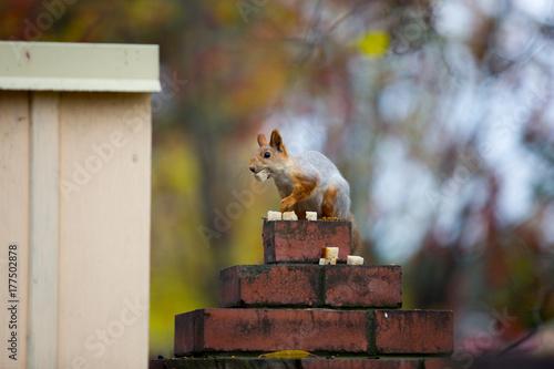 Siberian squirrel on the tree with bread in his mouth