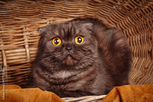 Cute black cat with big eyes at home. Lop-eared kitten