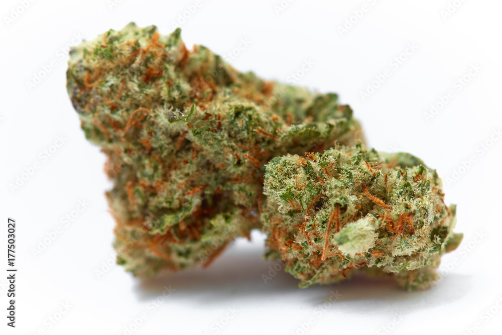 Close up of prescription medical marijuana strain Tahoe OG flower on white background Close up of prescription medical marijuana strain Tahoe OG flower on white background