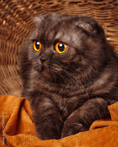 Black Thoroughbred Cat Portrait. Cat background. Cat food promotion