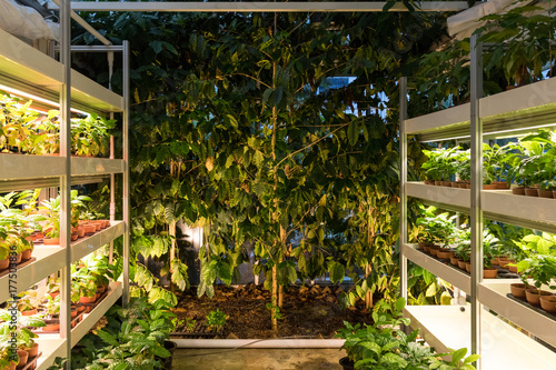 led agriculture - coffee tree and sapling