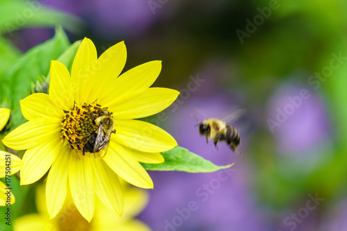 Bee on yellow flower collecting nectar summer scene.