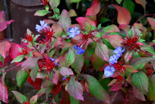 Bilde på lerret Fleurs du faux Plumbago (Ceratostigma wilmottianum)