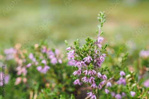 Heidekraut  Calluna vulgaris