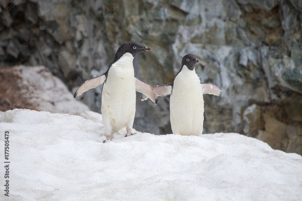 Obraz premium Adelie Penguins on snow