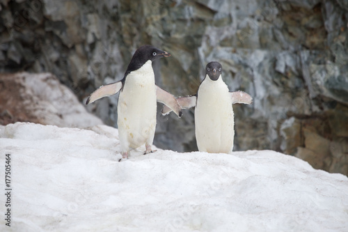 Adelie Penguins on snow