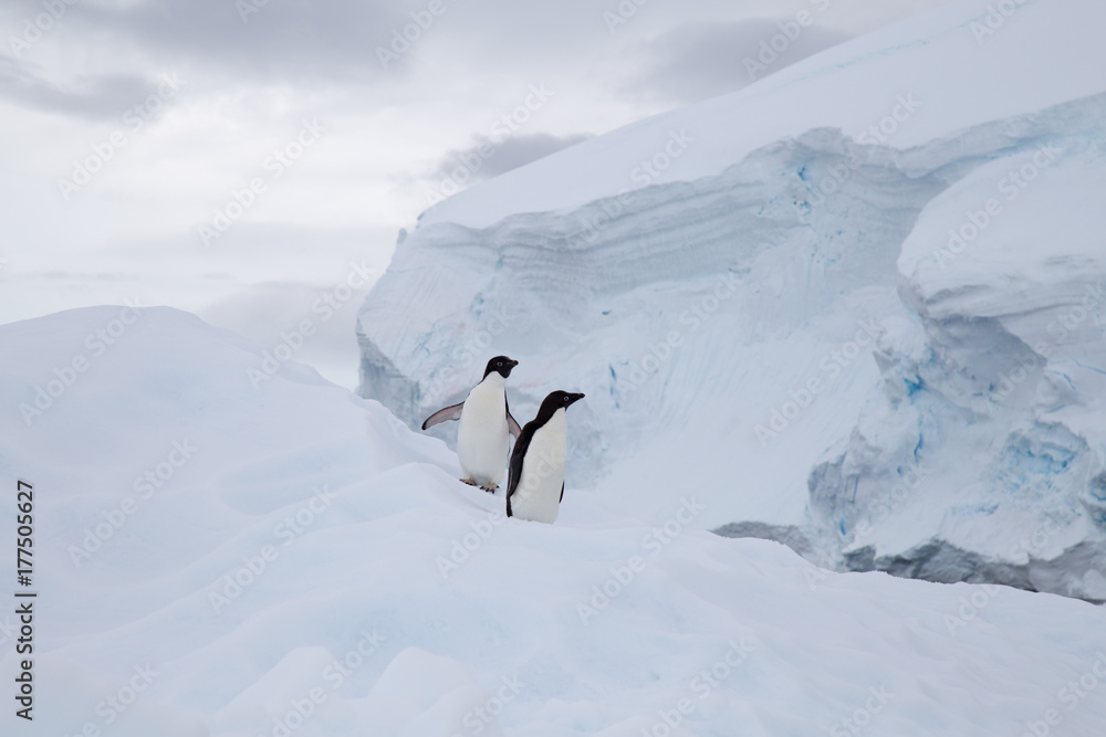 Two Adelie Penguins on an Iceberg