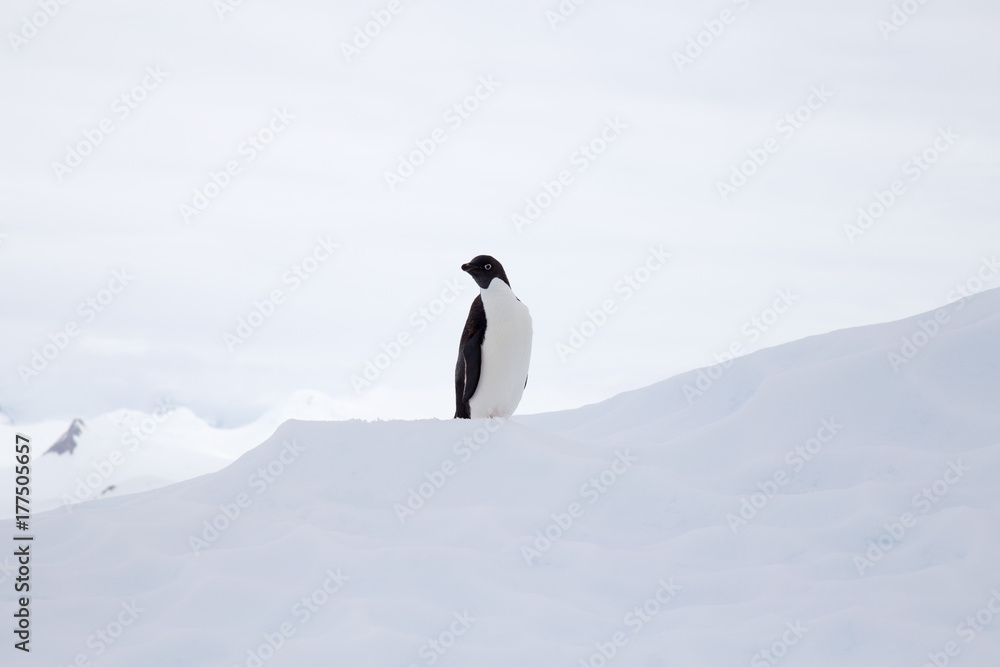 Obraz premium Adelie Penguin on an iceberg