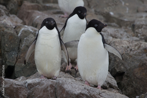 Three Adelie Penguins