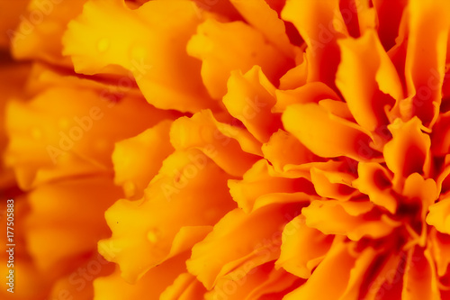Orange petal abstract background © tuckraider