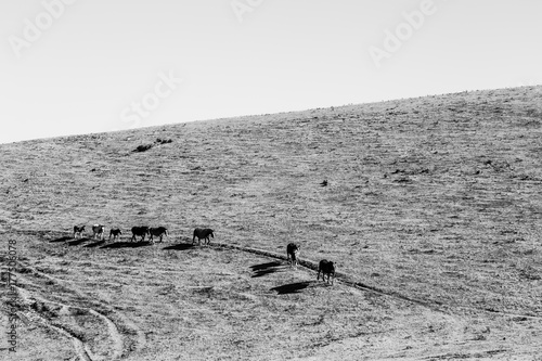 A line of horses walking on the side of a mountain in a dry, hot day, beneath a totally empty sky