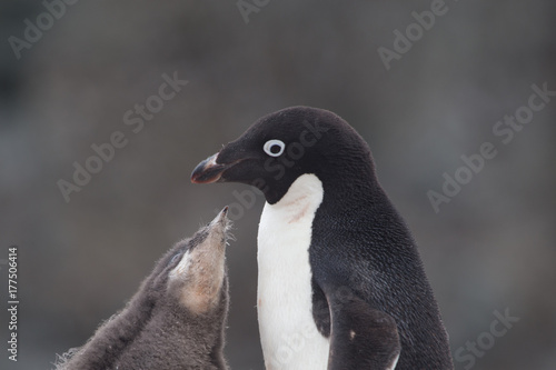 Adelie penguin and chick