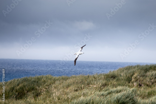 A Wandering Albatross at Prion Island  South Georgia.