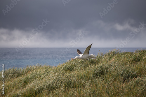 A wandering albatross takes off for flight, South Georgia